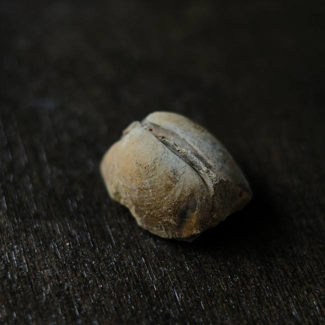 二枚貝の化石とノジュール