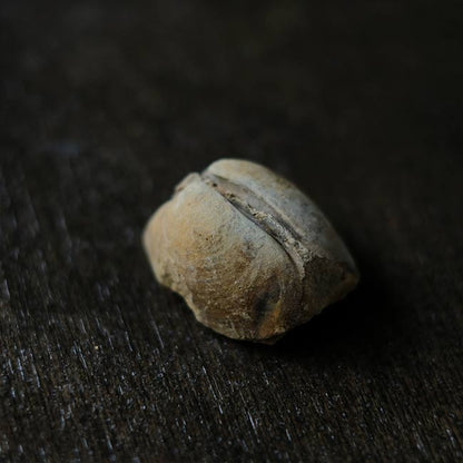 二枚貝の化石とノジュール