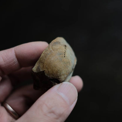 二枚貝の化石とノジュール