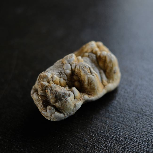 ゴンフォテリウムの歯の化石