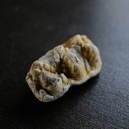 ゴンフォテリウムの歯の化石