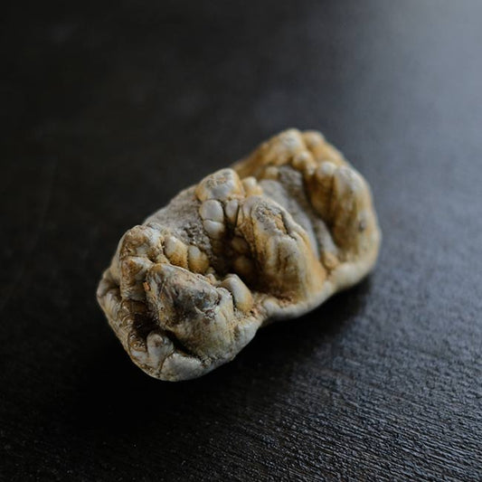 ゴンフォテリウムの歯の化石