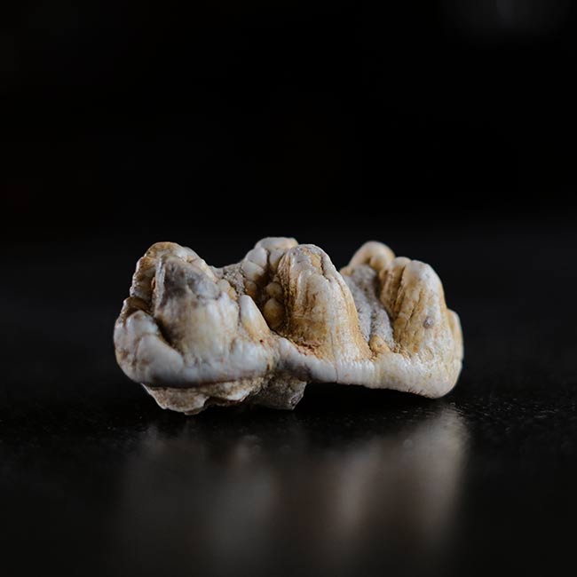 ゴンフォテリウムの歯の化石 – zakka store towi