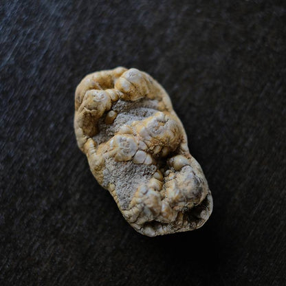 ゴンフォテリウムの歯の化石