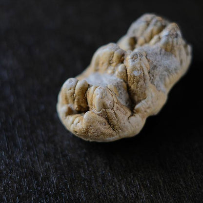 ゴンフォテリウムの歯の化石