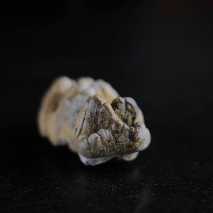 ゴンフォテリウムの歯の化石