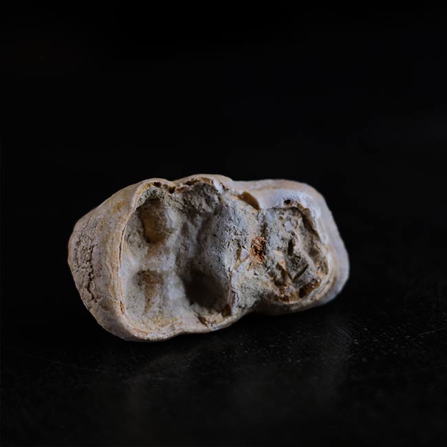 ゴンフォテリウムの歯の化石 – zakka store towi