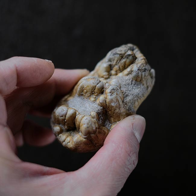 ゴンフォテリウムの歯の化石