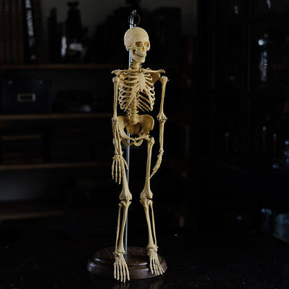 人体骨格模型