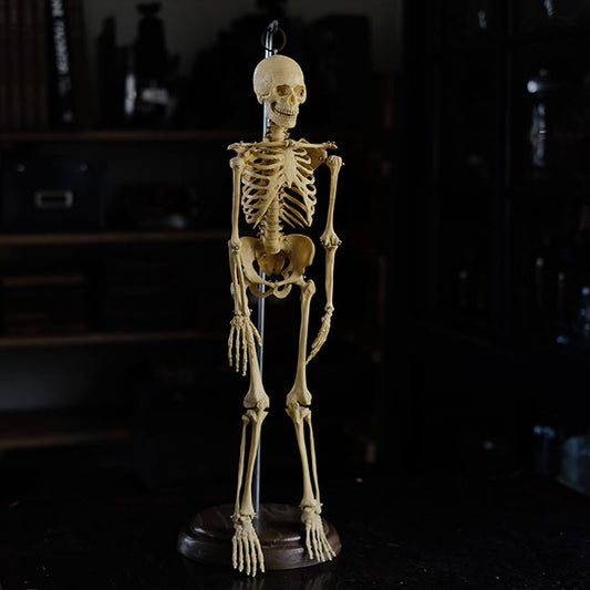 人体骨格模型