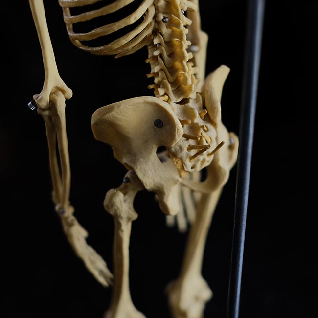 人体骨格模型