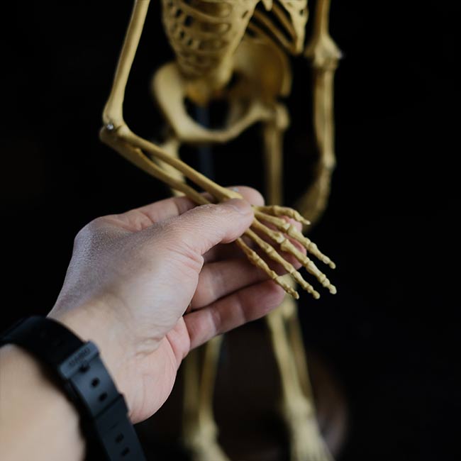 人体骨格模型