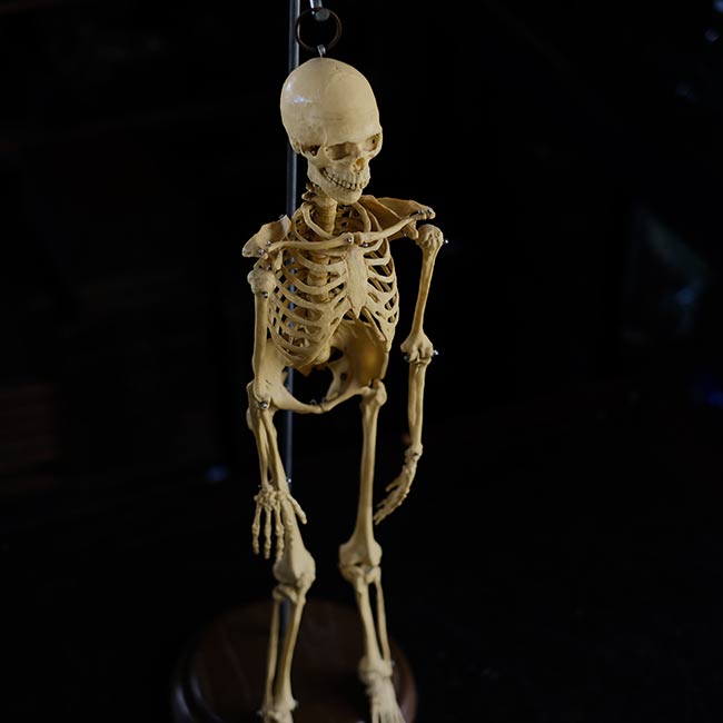 人体骨格模型