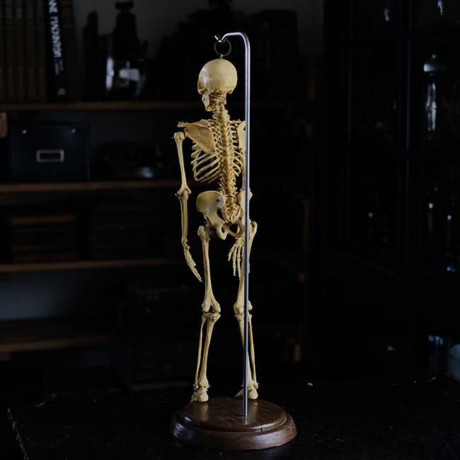 人体骨格模型