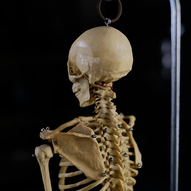 人体骨格模型