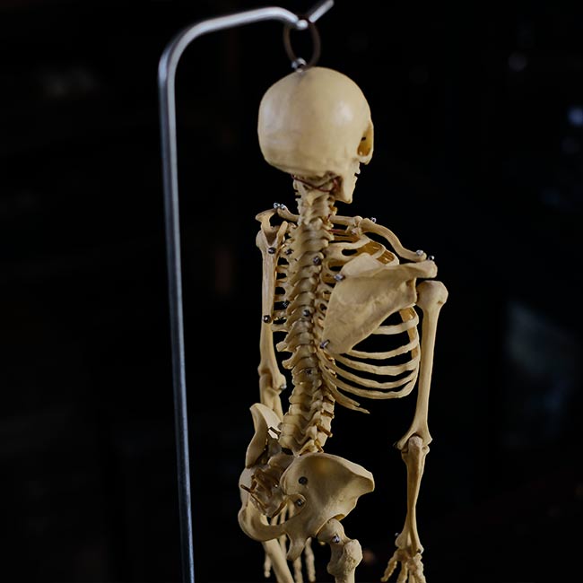 人体骨格模型
