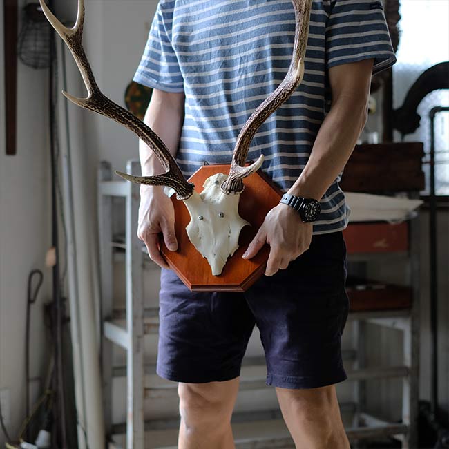 鹿の頭骨 壁掛け – zakka store towi