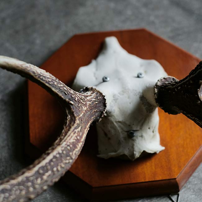 鹿の頭骨 壁掛け – zakka store towi