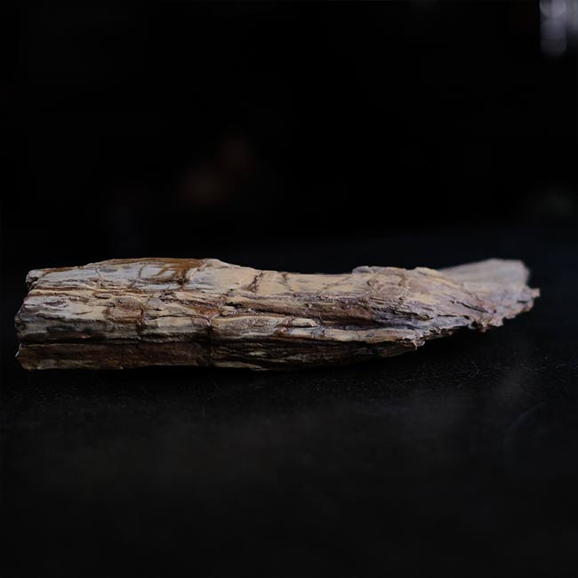 珪化木 – zakka store towi