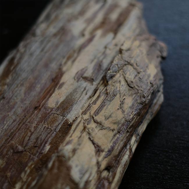 珪化木 – zakka store towi