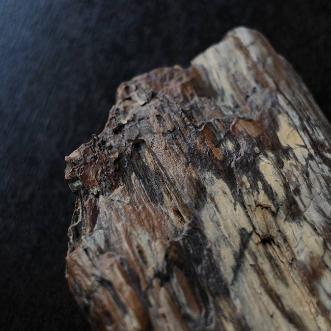 珪化木 – zakka store towi