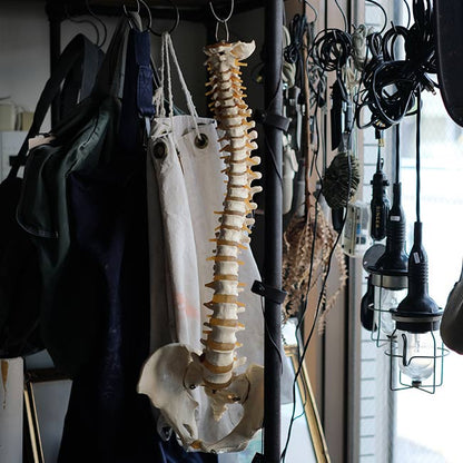 脊柱骨盤 標本