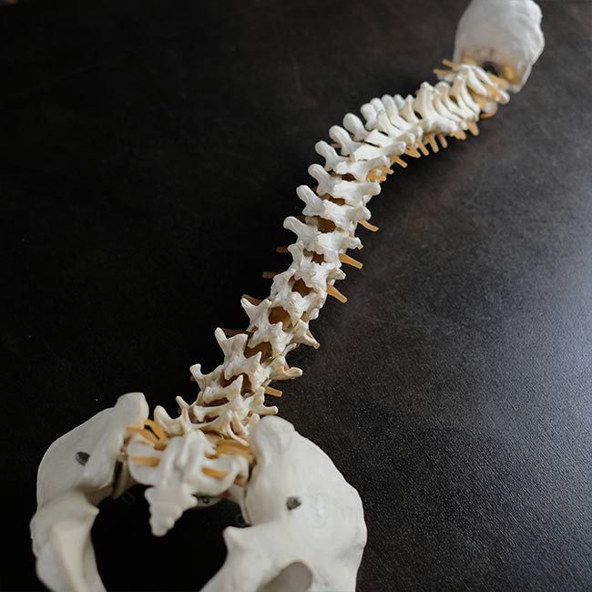 脊柱骨盤 標本