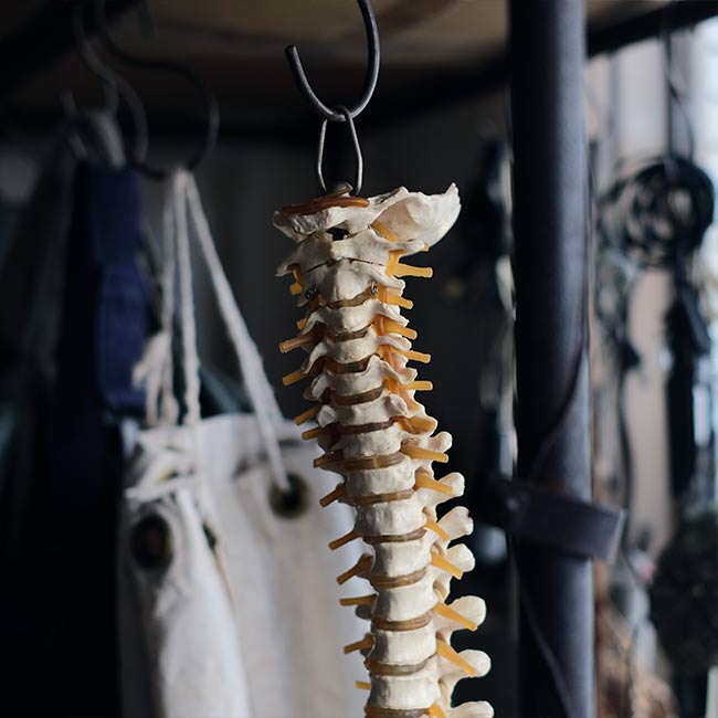 脊柱骨盤 標本