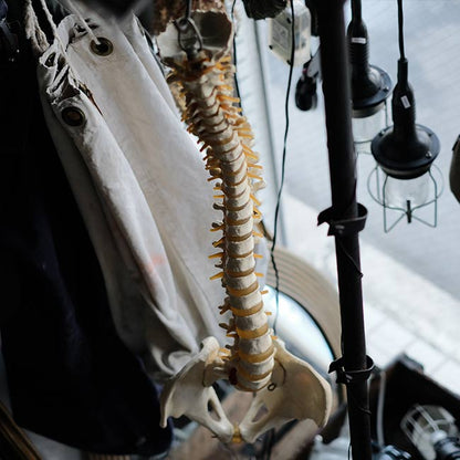 脊柱骨盤 標本