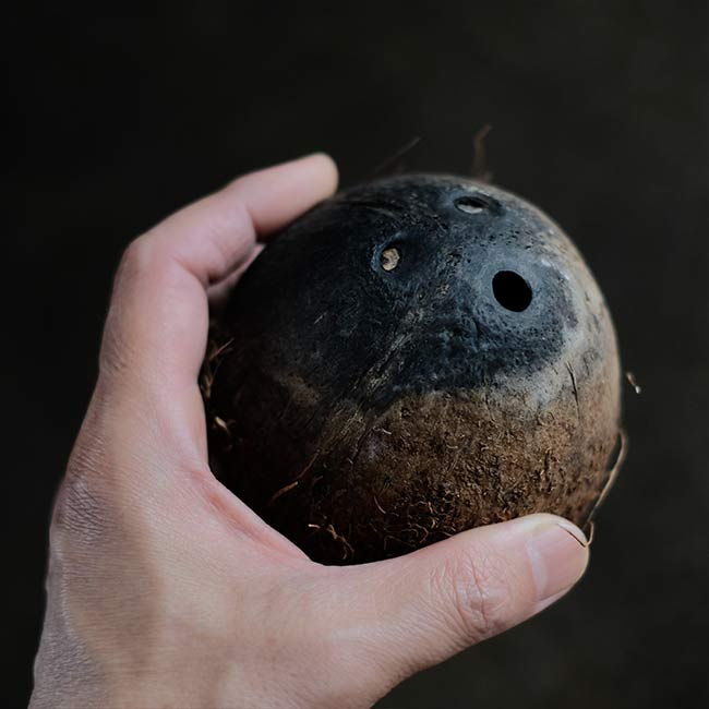 人面椰子の実