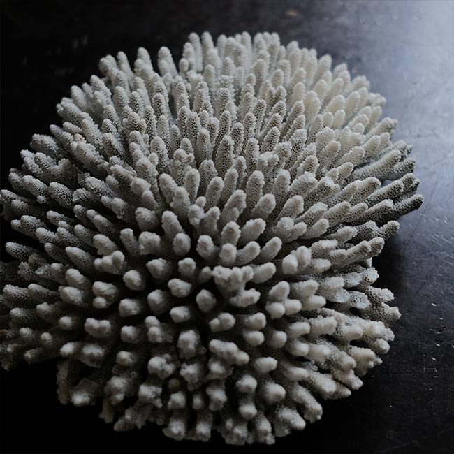 White Coral