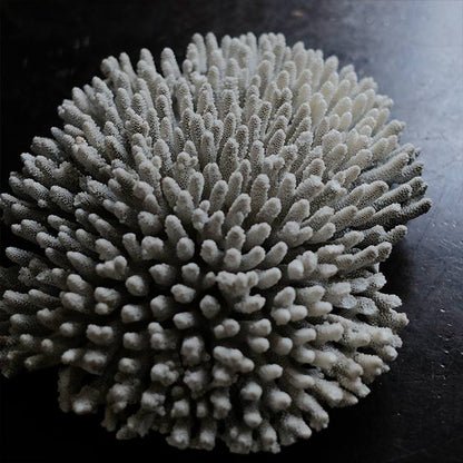 White Coral