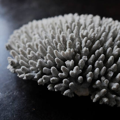 White Coral
