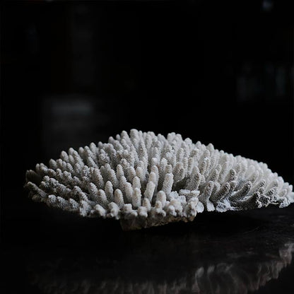 White Coral
