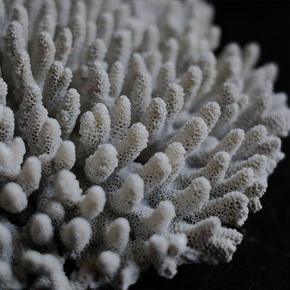 White Coral