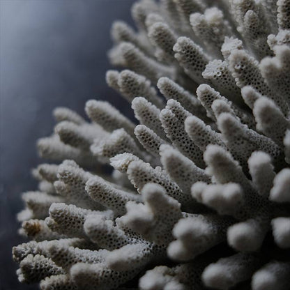 White Coral