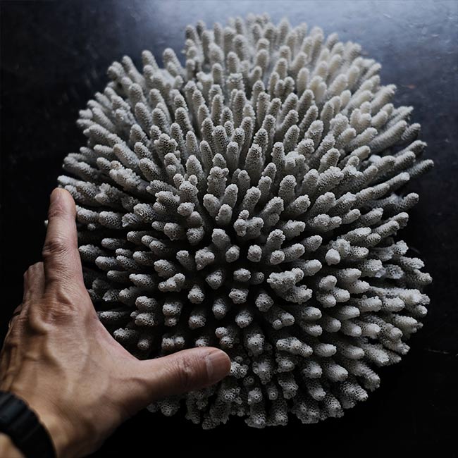 White Coral