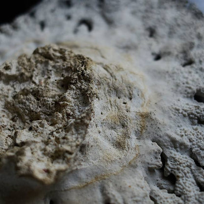 White Coral