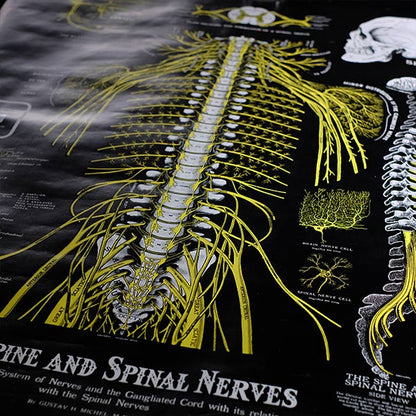 THE SPINE AND SPINAL NERVES ポスター（脊柱および神経図）