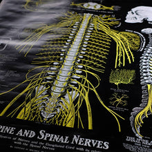画像をギャラリービューアに読み込む, THE SPINE AND SPINAL NERVES ポスター（脊柱および神経図）
