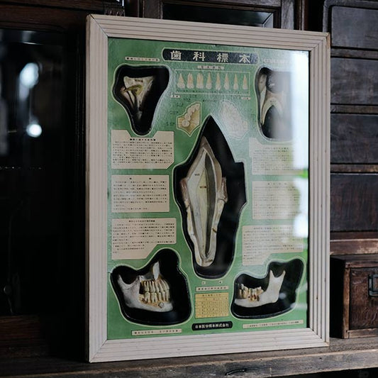 dental specimens