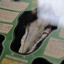 画像をギャラリービューアに読み込む, 歯科標本
