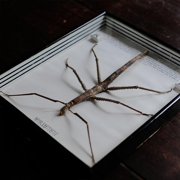 Giant Stick Insect ナナフシ 標本