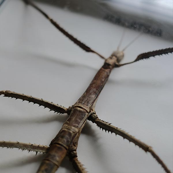 Giant Stick Insect ナナフシ 標本