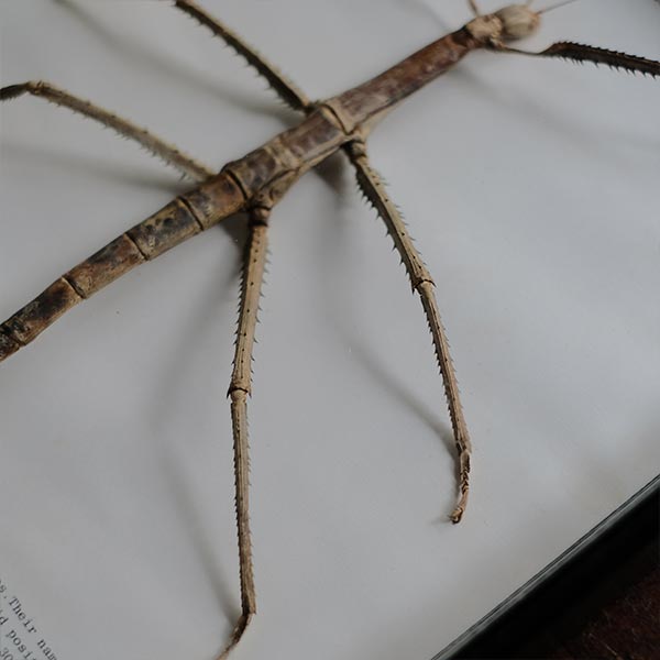 Giant Stick Insect ナナフシ 標本