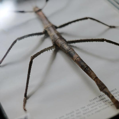 Giant Stick Insect ナナフシ 標本