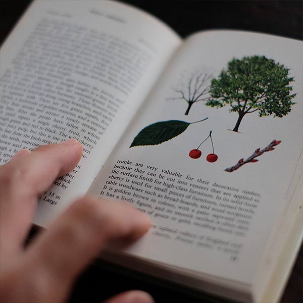 The Observer's Book of TREES