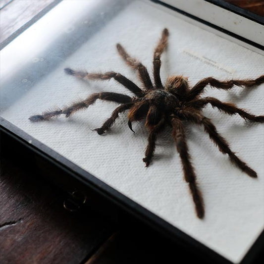 Tarantula specimen